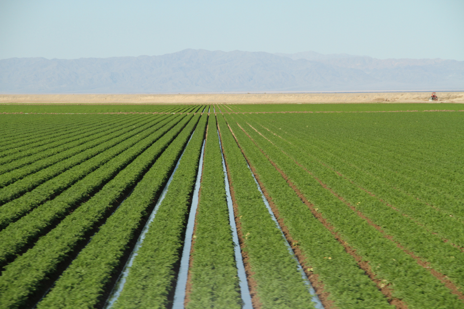 Agricultural Field in Imperial Valley